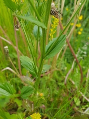 Barbarea stricta