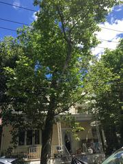 Platanus × hispanica
