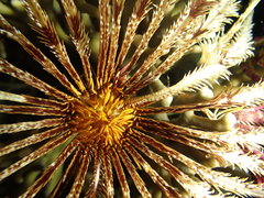 Allogalathea elegans