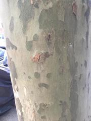 Platanus × hispanica