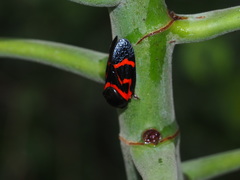 Okiscarta uchidae