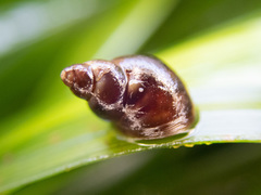 Lacuna variegata image