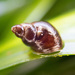 Lacuna variegata - Photo (c) M. Goff, algunos derechos reservados (CC BY-NC-SA), subido por M. Goff