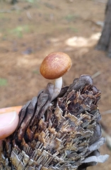 Pholiota communis