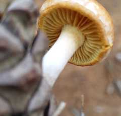 Pholiota communis