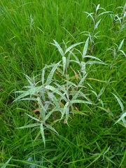 Persicaria lapathifolia lanata