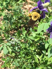 Bombus griseocollis