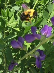 Bombus griseocollis
