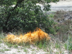 Cuscuta californica
