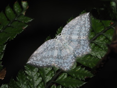 Leucodrepana serratilinea