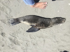 Arctocephalus townsendi