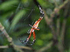 Argiope ocula