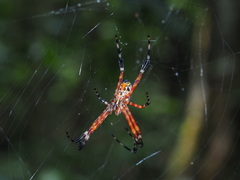 Argiope ocula