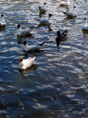 Chroicocephalus ridibundus