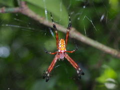 Argiope ocula
