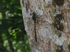 Polycanthagyna erythromelas
