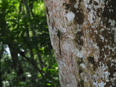 Polycanthagyna erythromelas