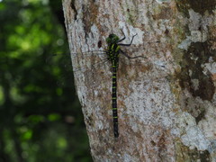 Polycanthagyna erythromelas