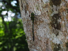 Polycanthagyna erythromelas