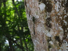 Polycanthagyna erythromelas
