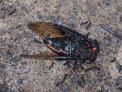 Cryptotympana holsti