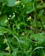 Capsella bursa-pastoris