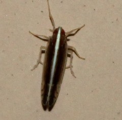 Stenocranus brunneus