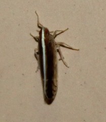 Stenocranus brunneus