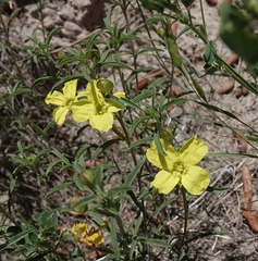 Oenothera serrulata