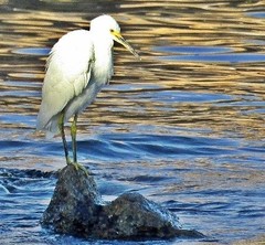 Egretta thula