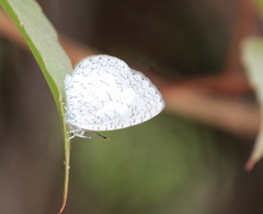 Spalgis lemolea lemolea