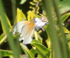 Mylothris rueppellii