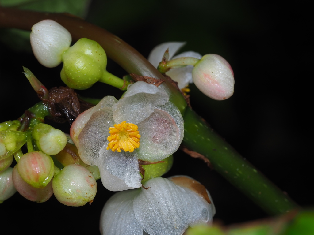 Perpetual Begonia