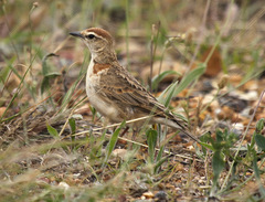 Calandrella cinerea