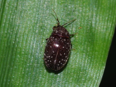Asiophrida scaphoides