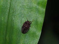 Asiophrida scaphoides