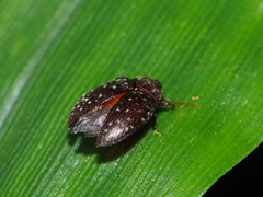 Asiophrida scaphoides