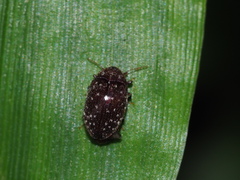 Asiophrida scaphoides