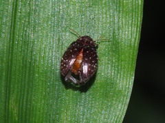 Asiophrida scaphoides