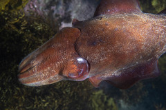 Sepia apama