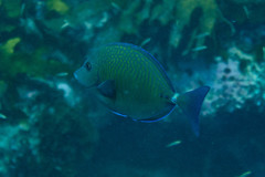 Prionurus maculatus