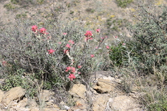 Castilleja lanata