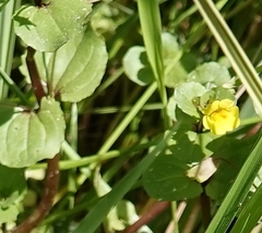 Erythranthe glabrata