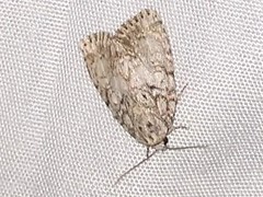 Acronicta retardata