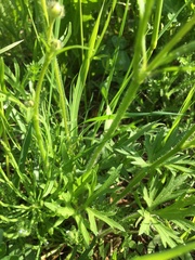 Ranunculus polyanthemos