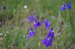 Delphinium bicolor