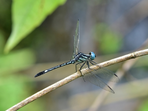 Photo of Blue Hawklet (Hylaeothemis apicalis)
