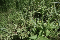 Erythranthe glabrata