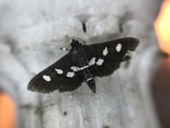 Desmia subdivisalis