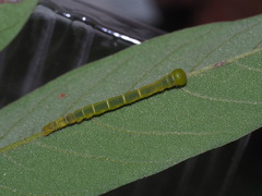 Pseudosphetta moorei